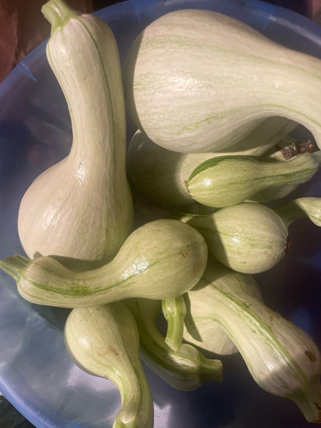 Cushaw Squash