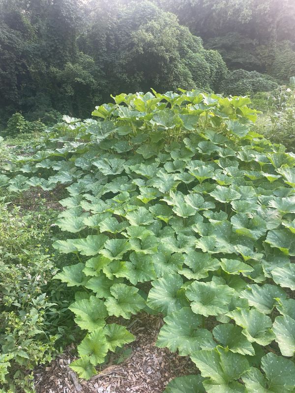 Cushaw Squash
