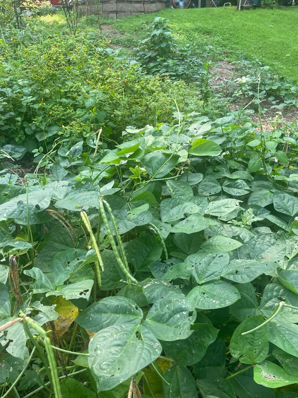 String Beans/Long Beans Mix
