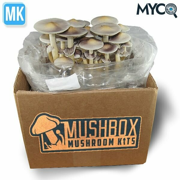 The Mushbox Mini Mushroom Kit