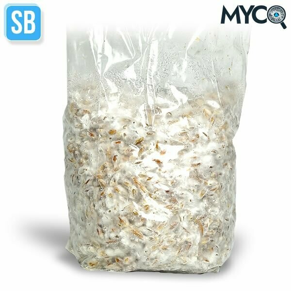 Colonized Grain Spawn - random strain - 1lb Bag