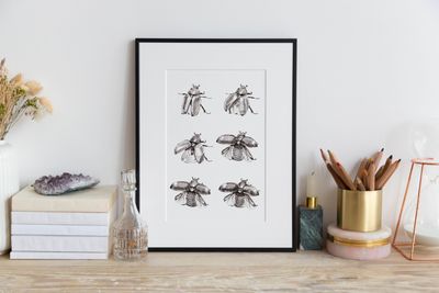 Scarabée II - série ouverte