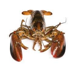 Lobster