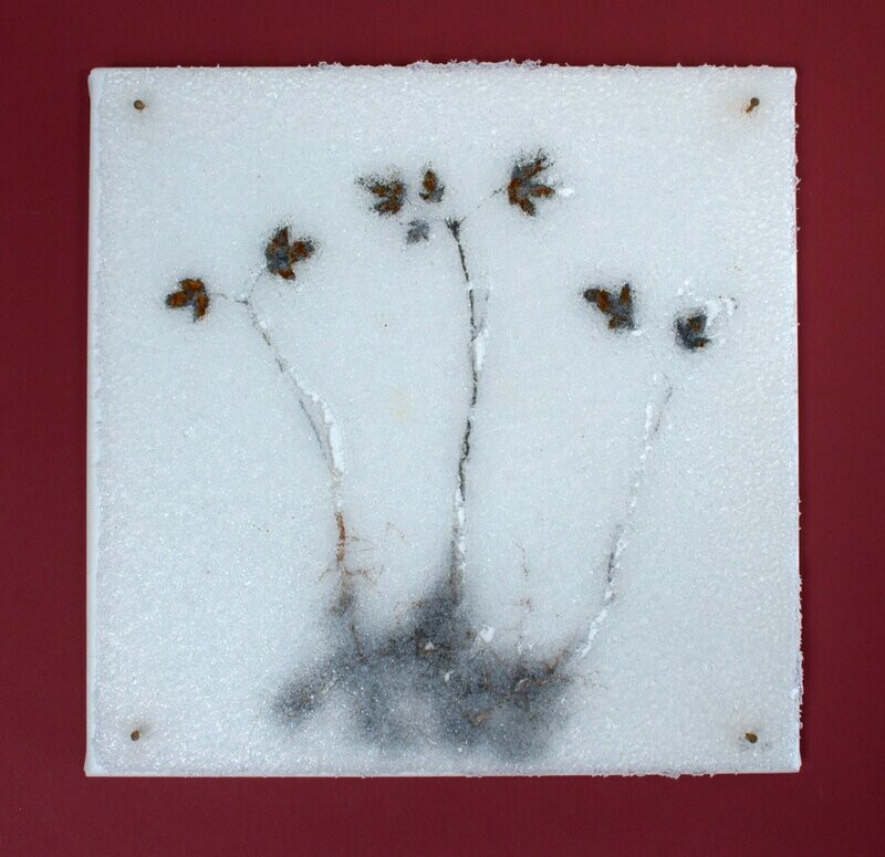 Bild Blüten im Winter