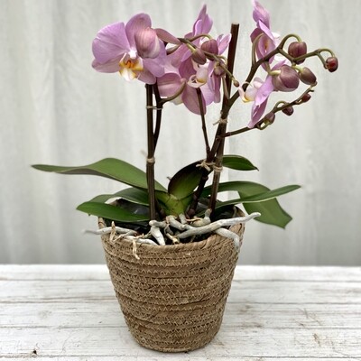 Phalaenopsis Orchid Purple