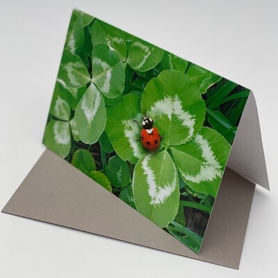 Greeting Card - Ladybug