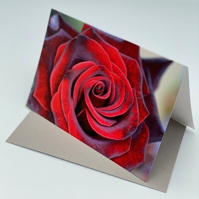 Greeting Card - Rose