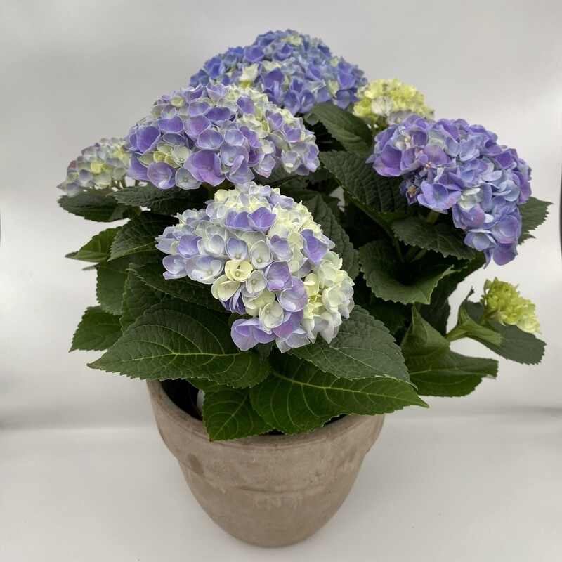 Hortensie blau