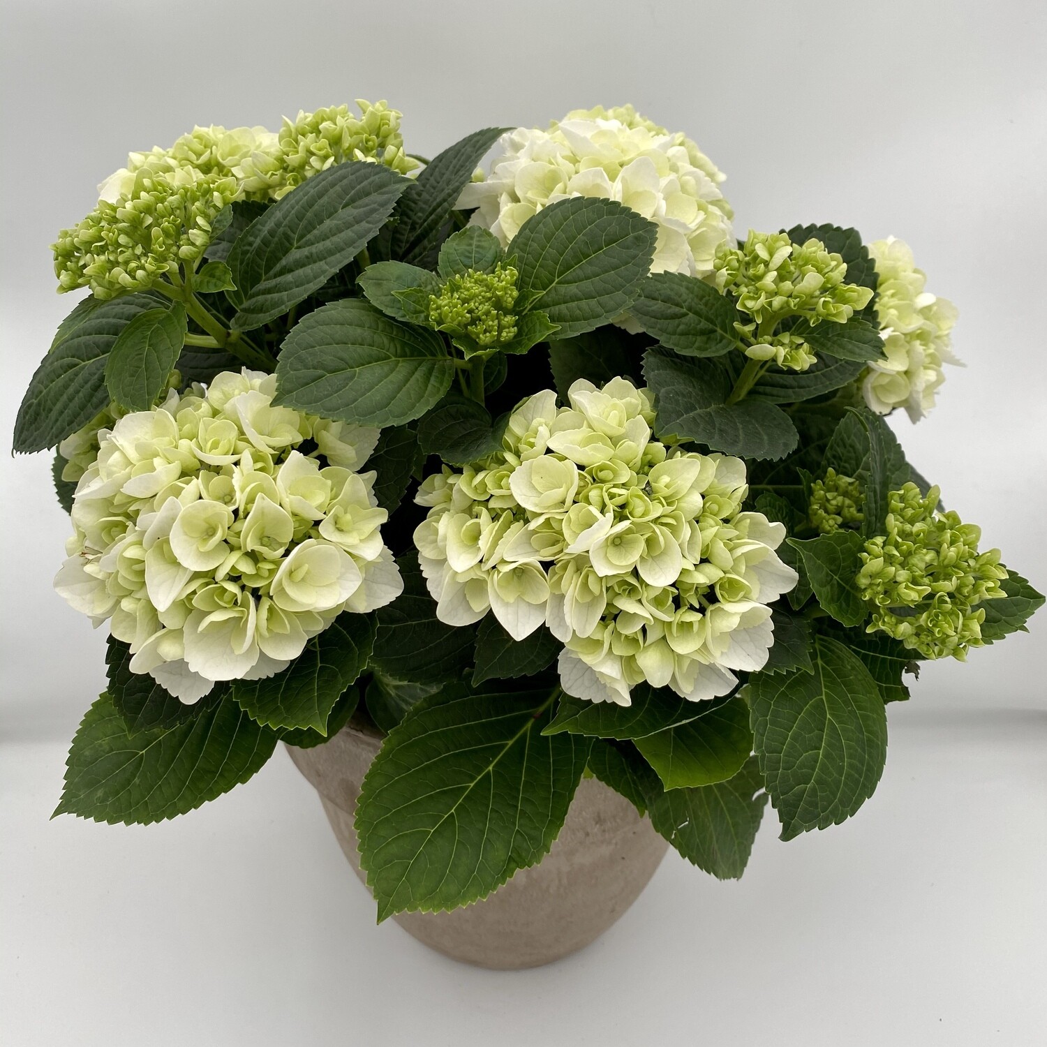 Hydrangea Plant White
