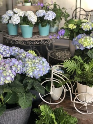 Alles für Balkon und Garten