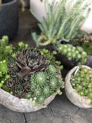 Saisonale Gartengeschenke