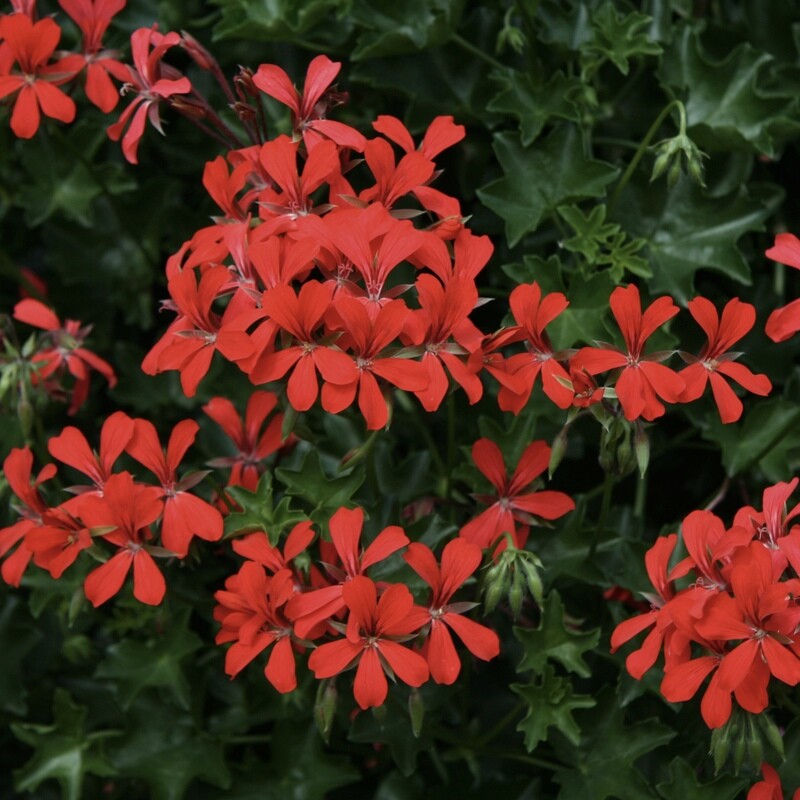 Geranium Hänger Rot