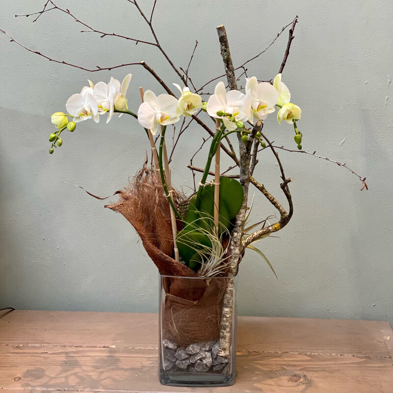 Phalaenopsis Orchidee weiss