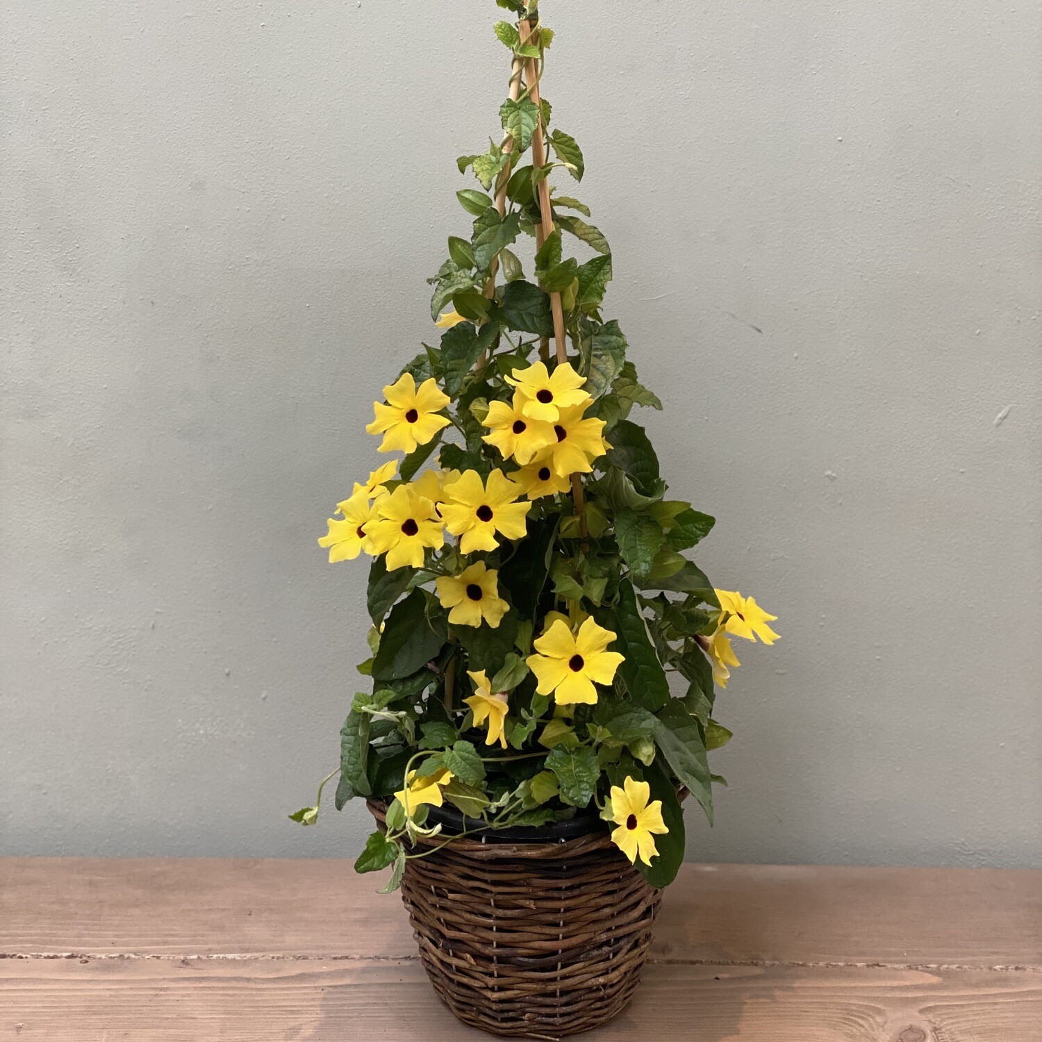Thunbergia gelb