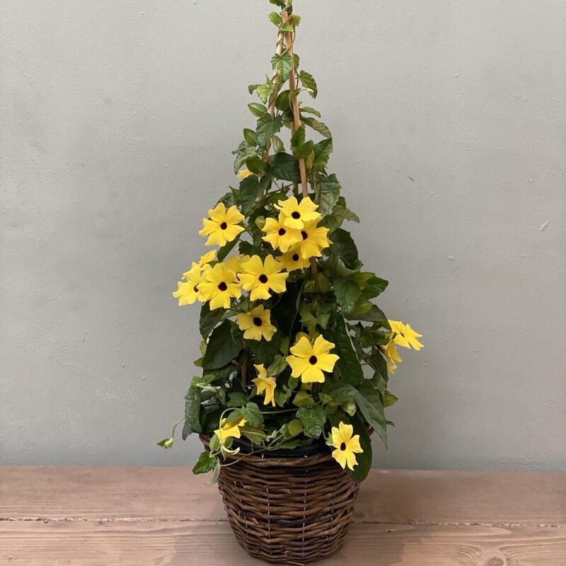 Thunbergia gelb