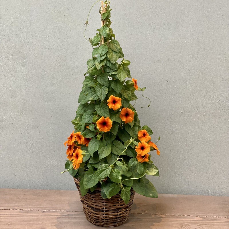 Thunbergia Orange