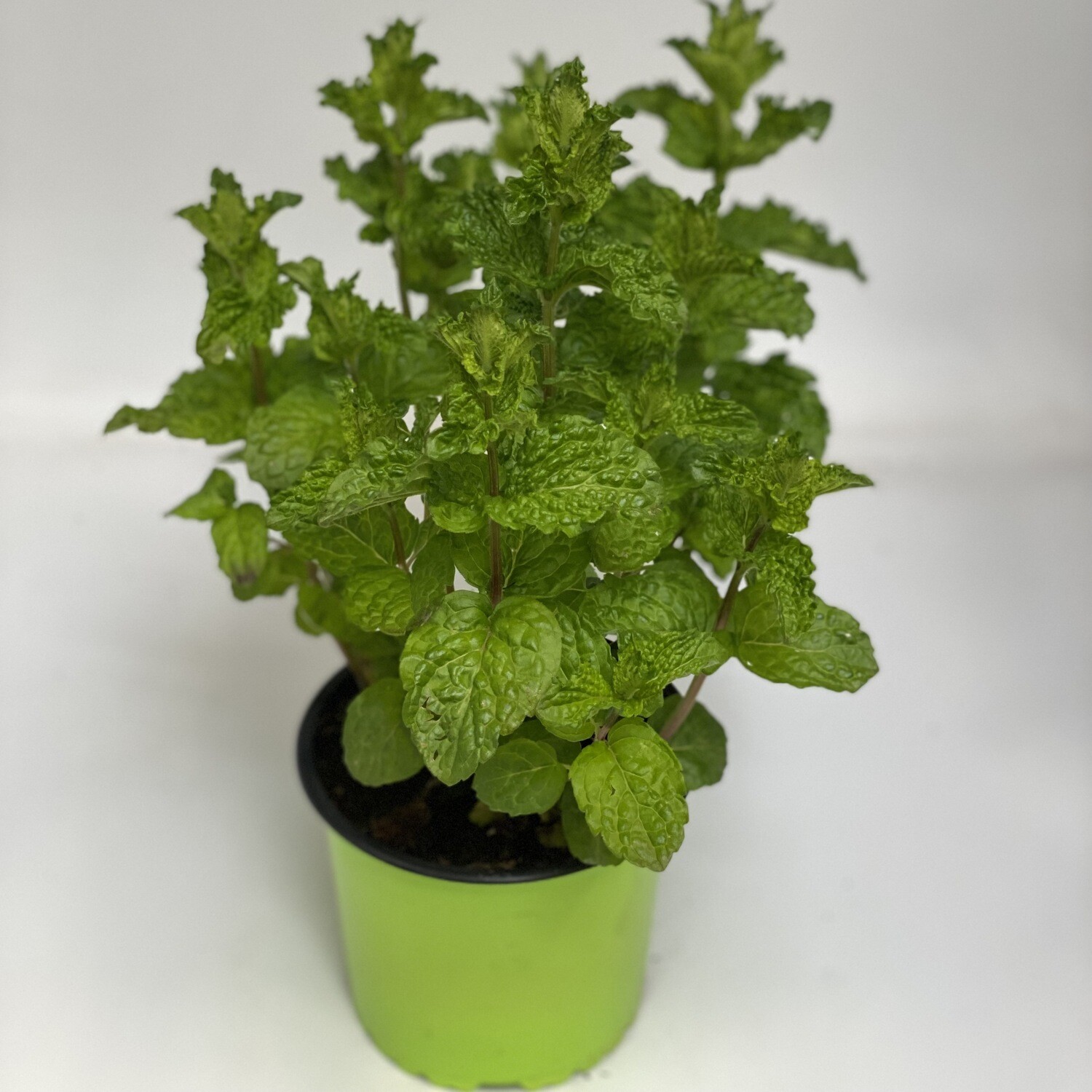 Krauseminze und andere Arten