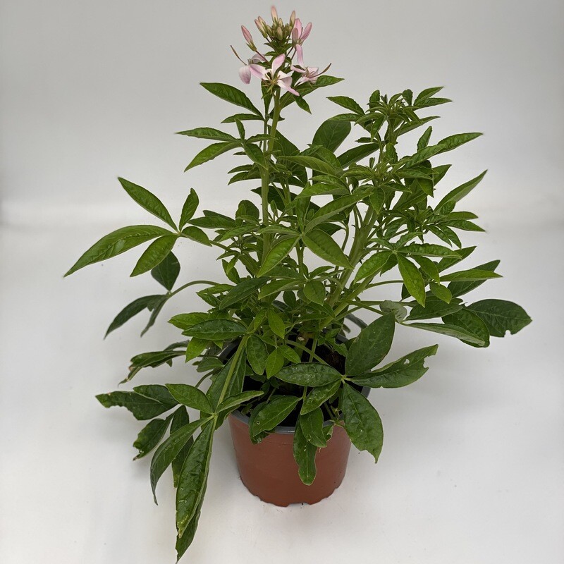 Cleome Rosa