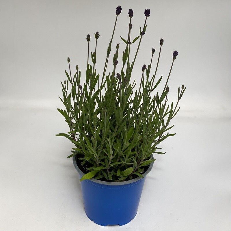 Lavender Blue