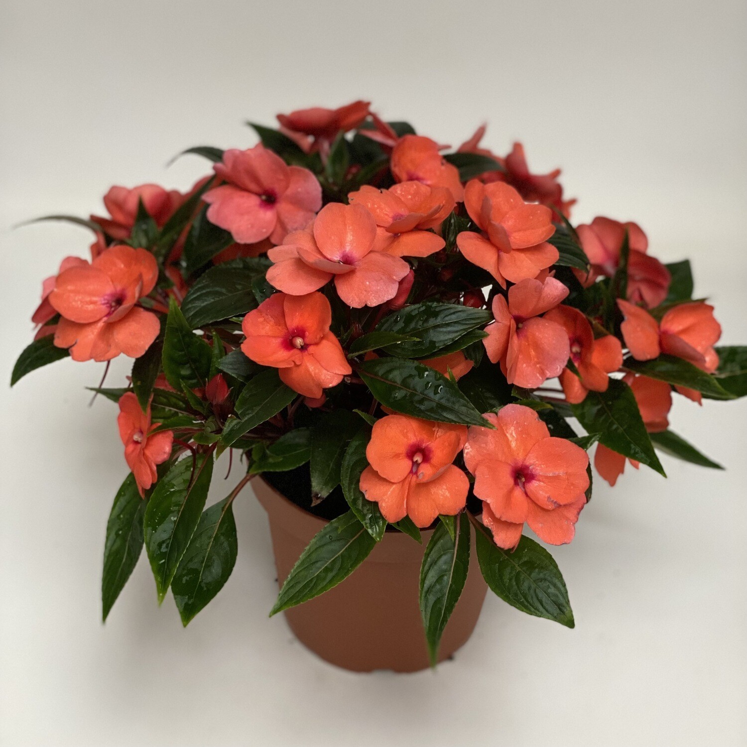 Impatiens Salmon