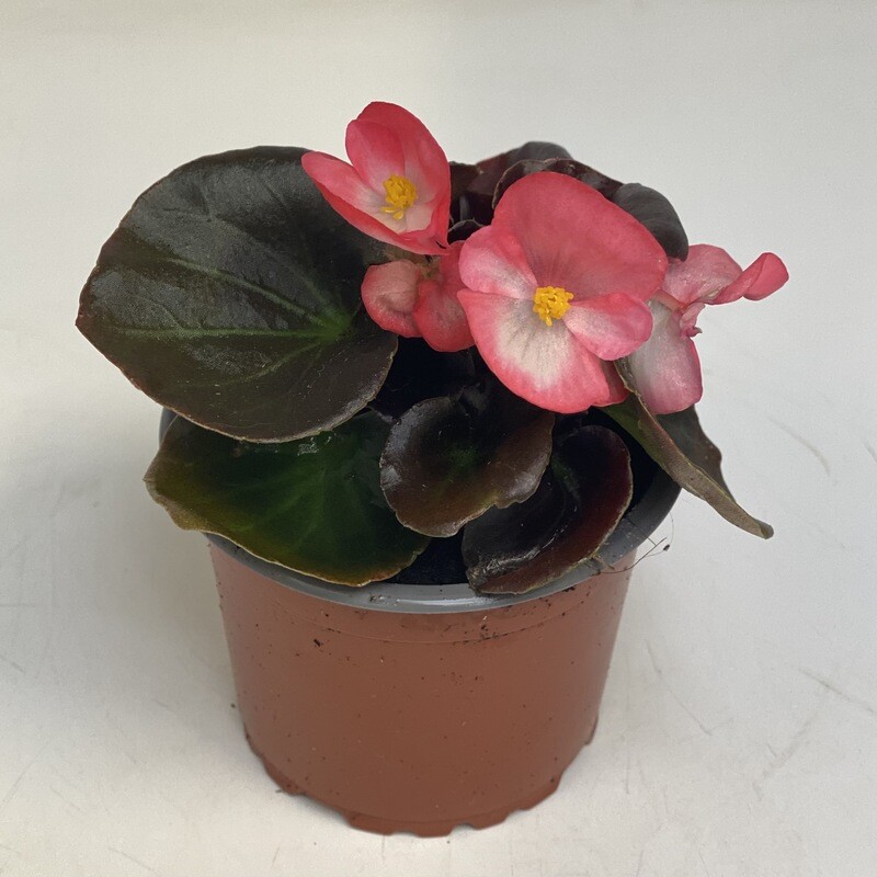 Begonia rosa dunkellaubig