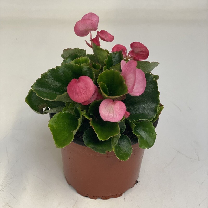 Begonia rosa