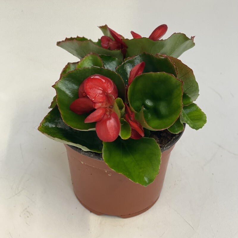 Begonia rot