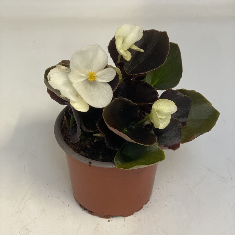 Begonia weiss dunkellaubig
