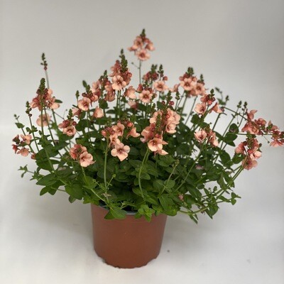 Diascia Salmon