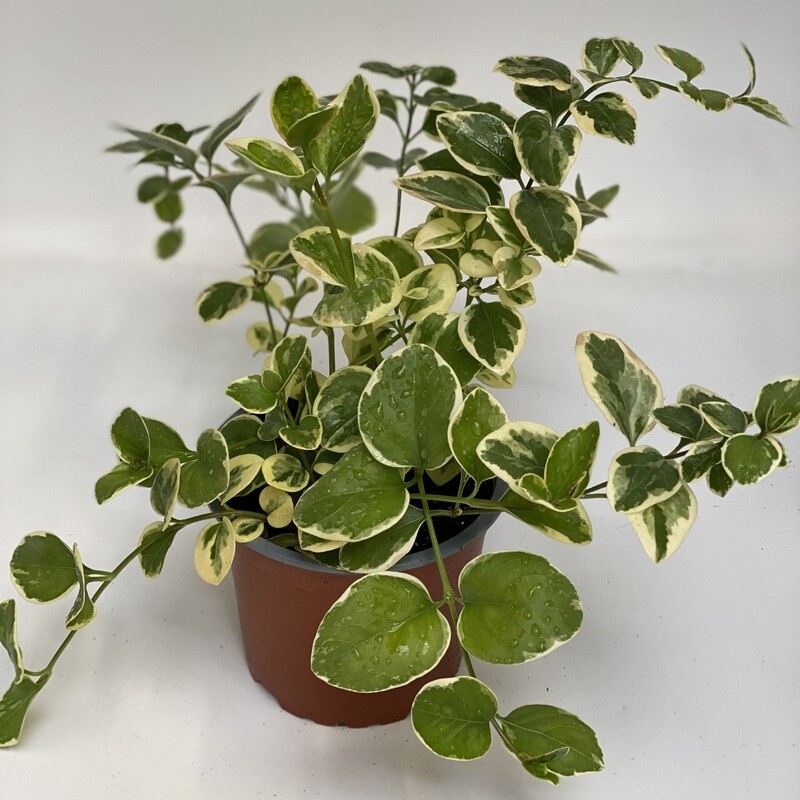 Vinca major