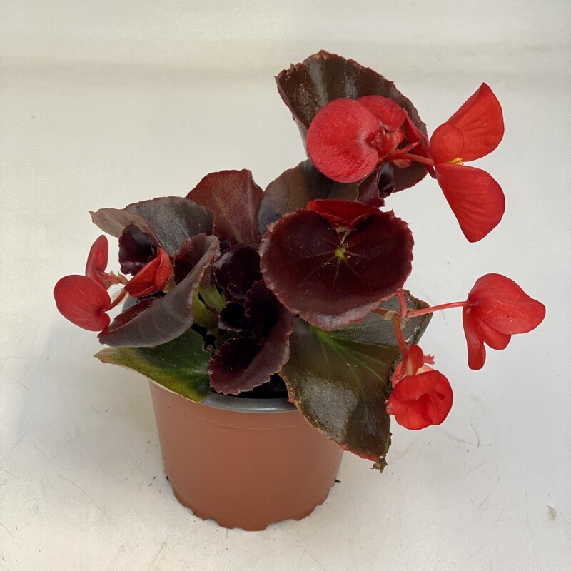 Begonia rot dunkellaubig
