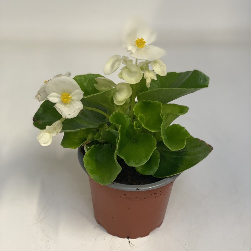 Begonia weiss