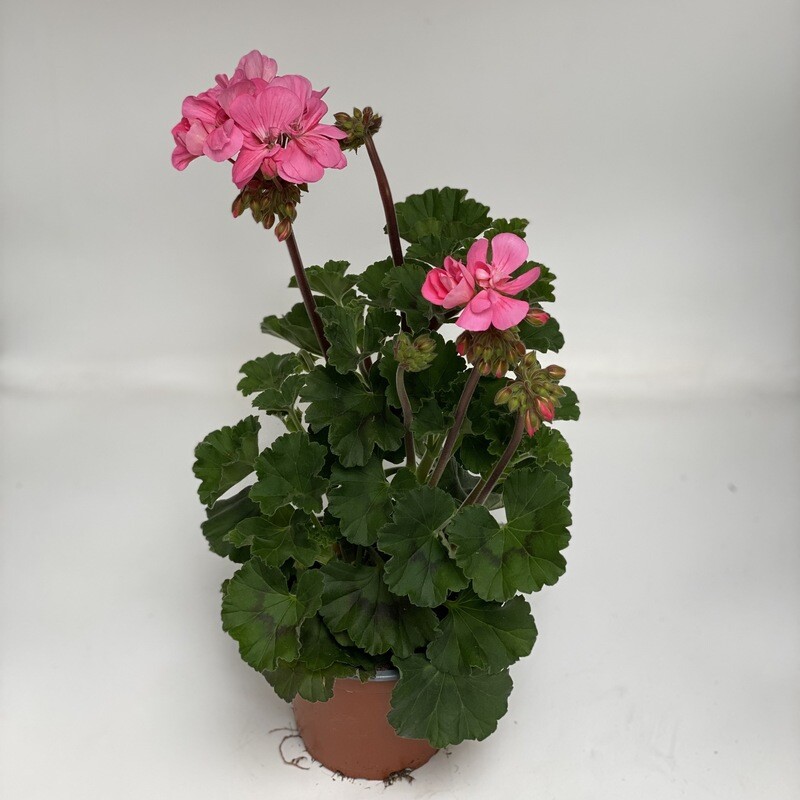 Geranium Aufrecht rosa
