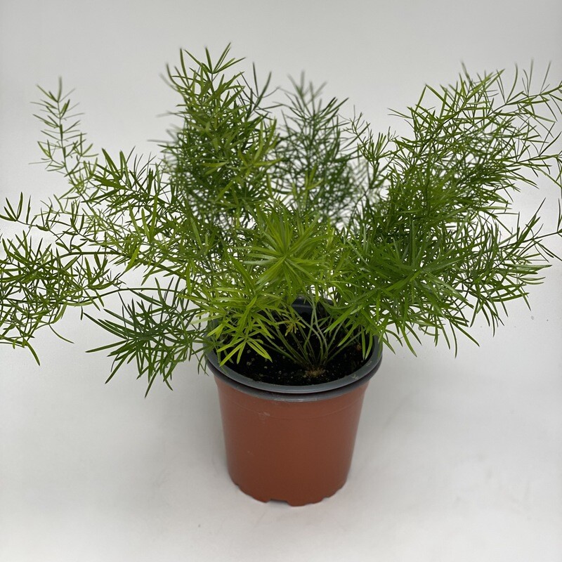 Asparagus