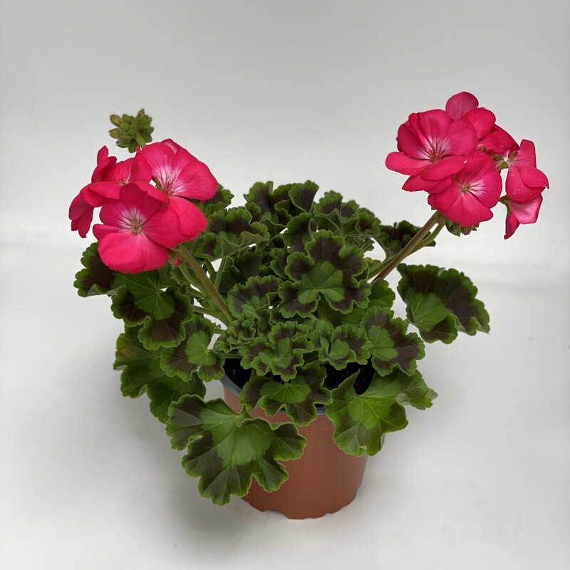 Geranium Aufrecht Pink