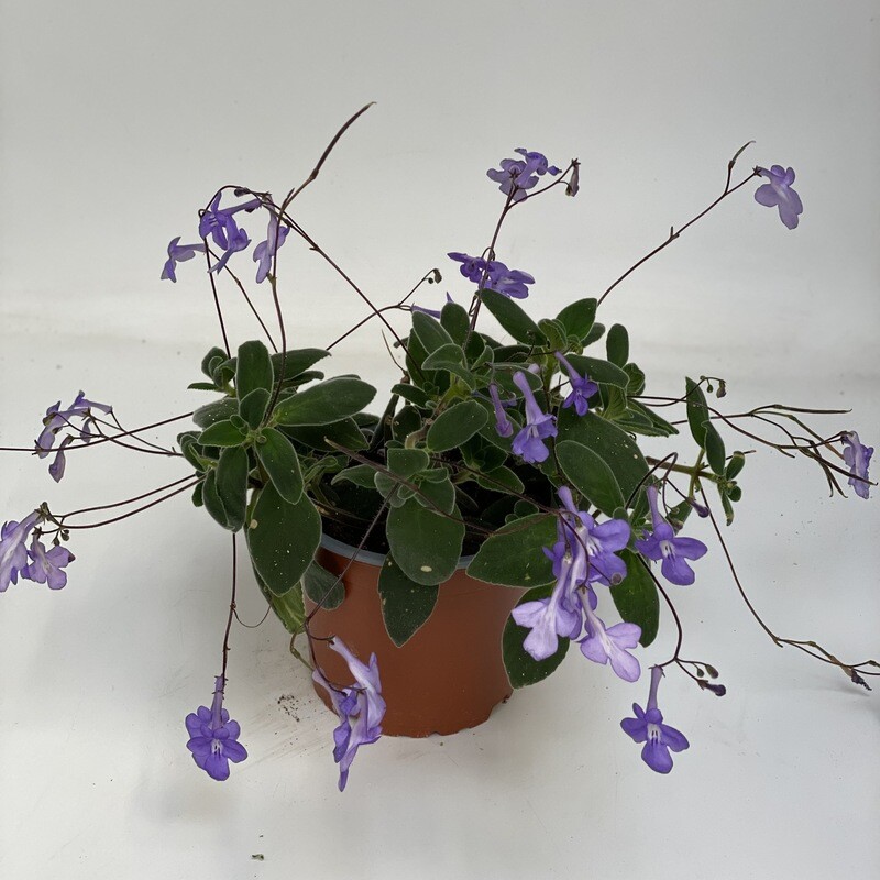 Streptocarpus