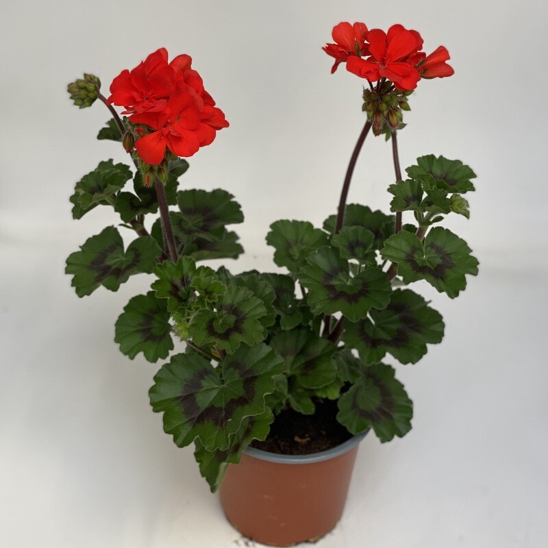 Geranium Rot Aufrecht