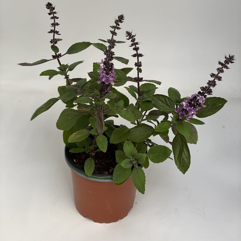 Basilikum violett