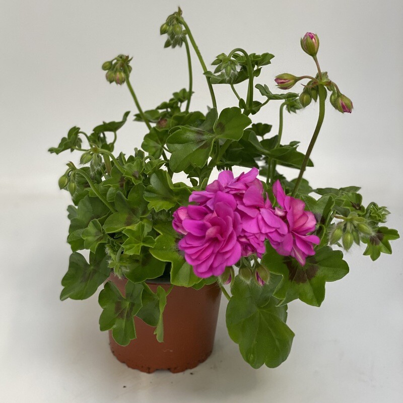 Geranium Halbhänger fuchsia pink