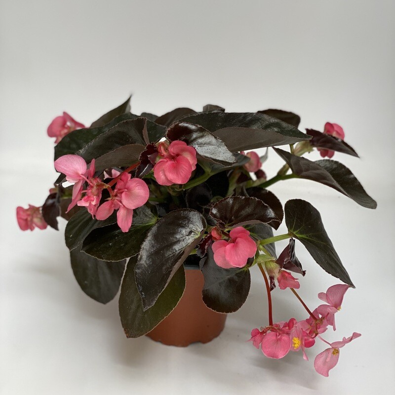 Begonia Dragon Wing Pink