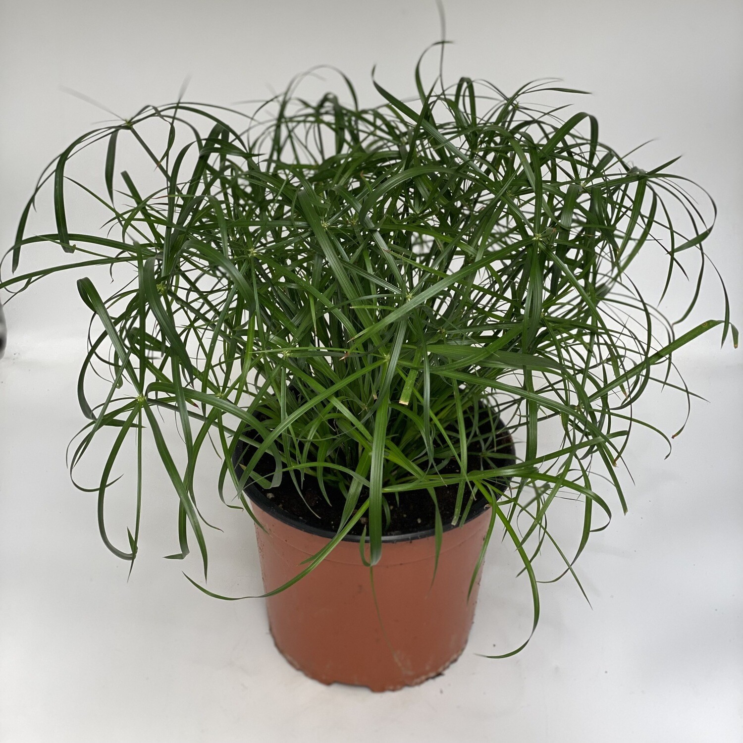 Cyperus
