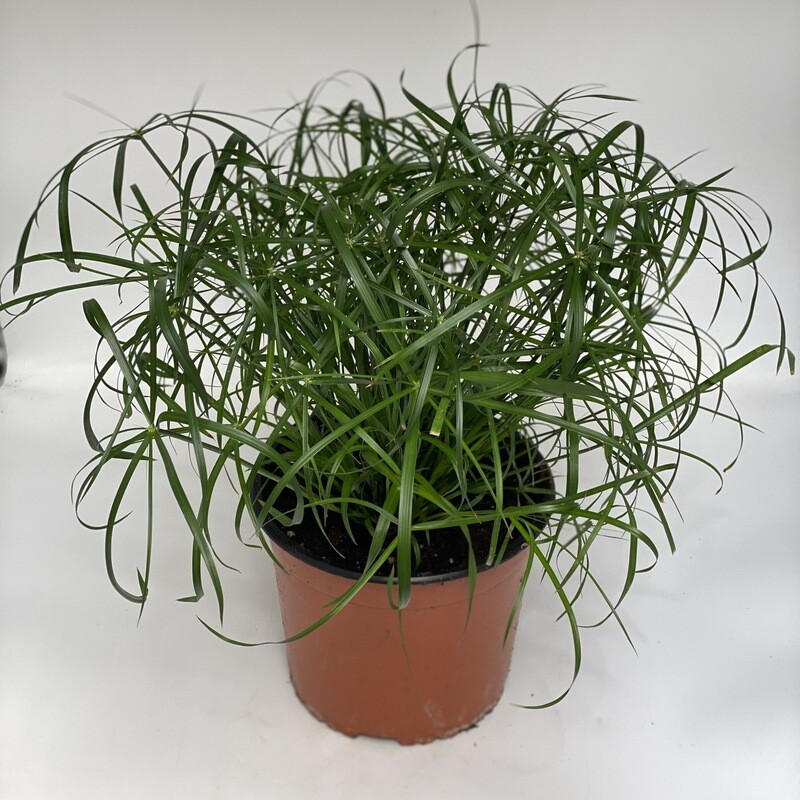 Cyperus