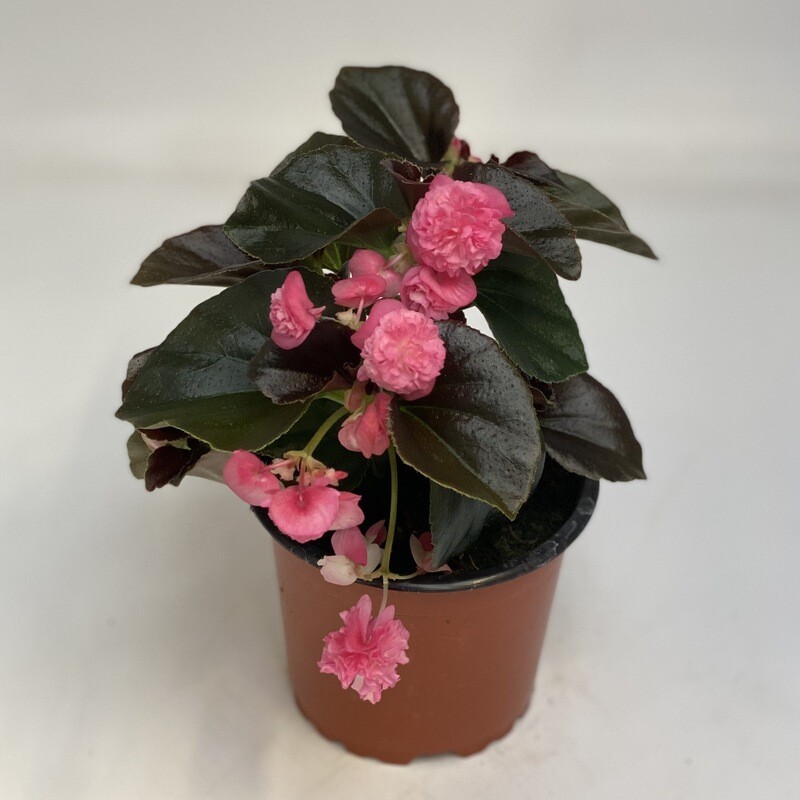 Begonia rosa gefüllt