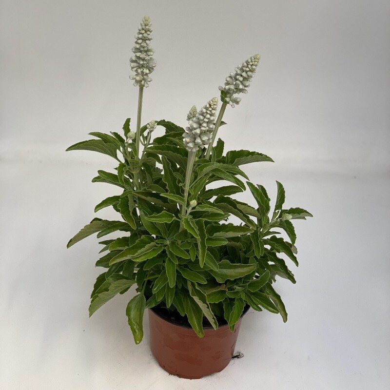 Salvia Weiss
