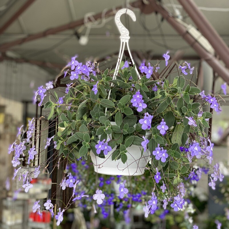 Streptocarpus Hänger