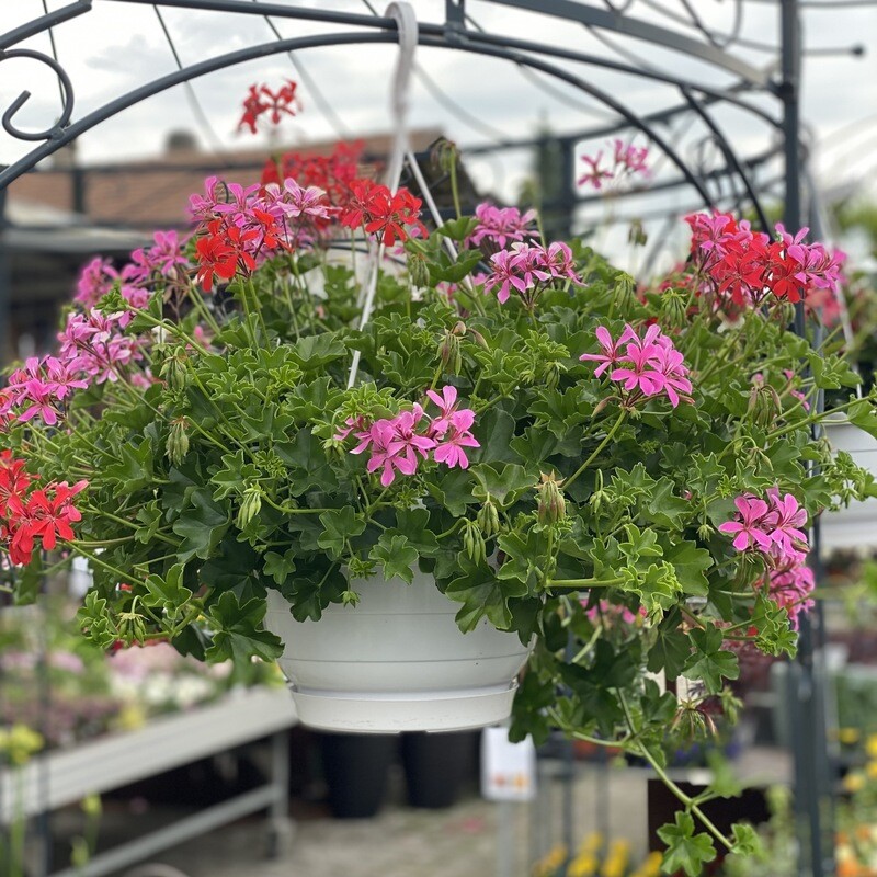 Geranium Ampel