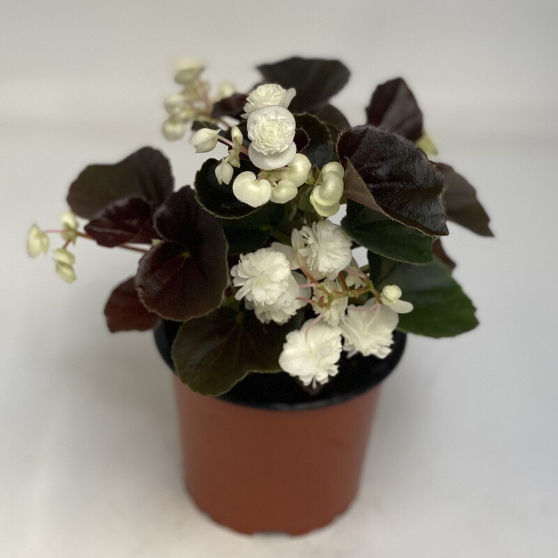 Begonia gefüllt weiss