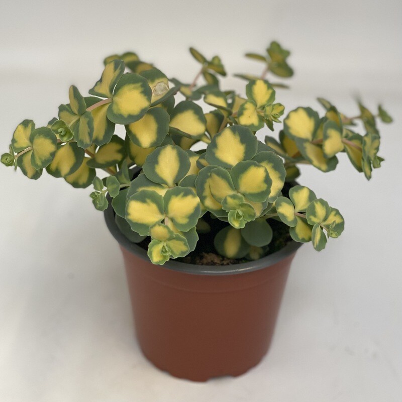 Sedum grün/gelb