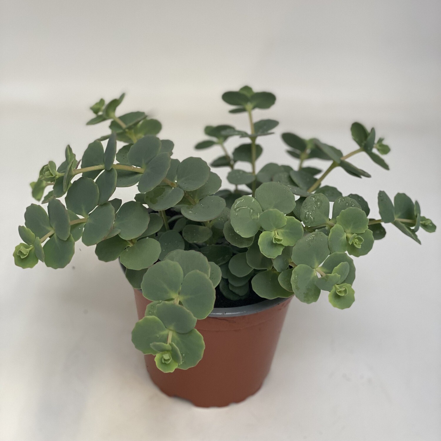 Sedum Green