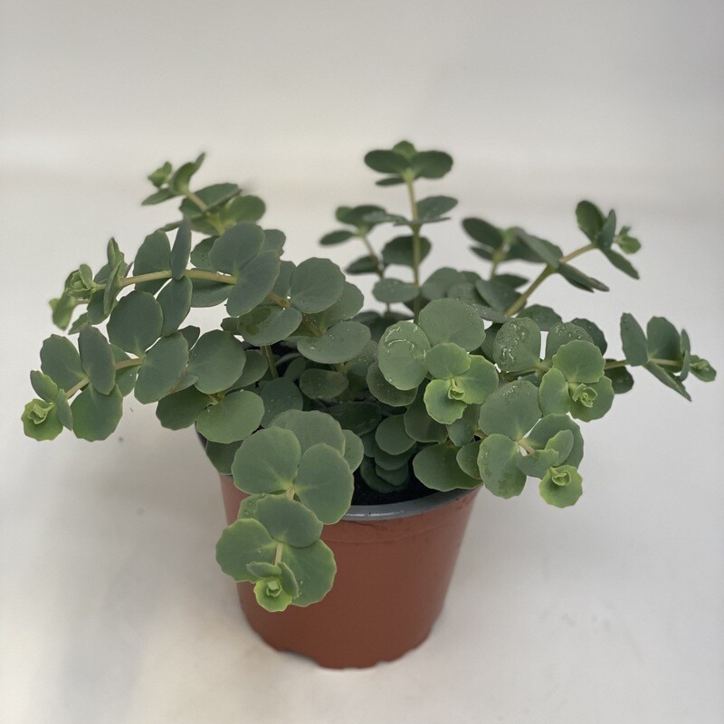 Sedum Green